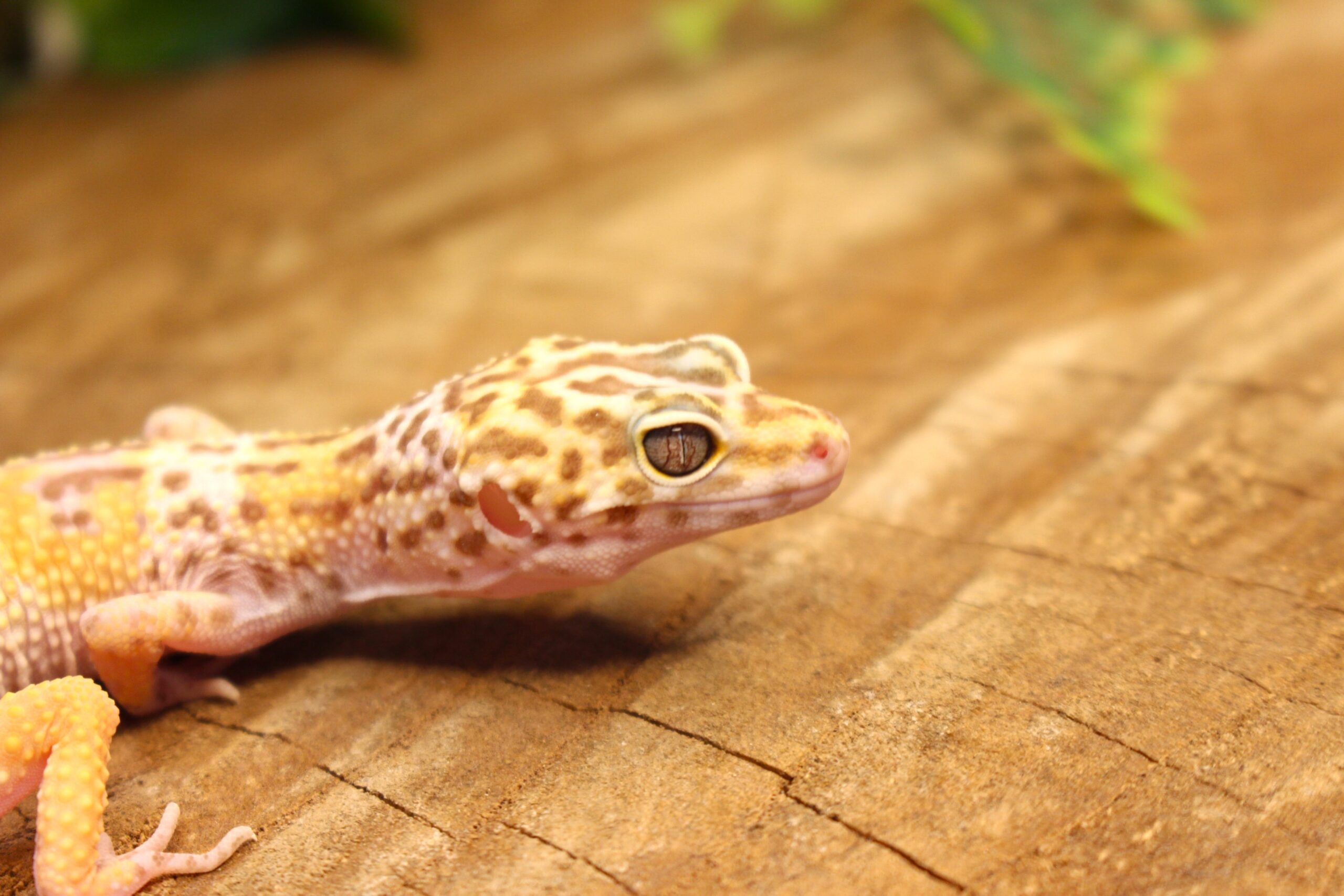 Leopard Gecko (Eublepharis macularius) - Macho - Id 900255120064382