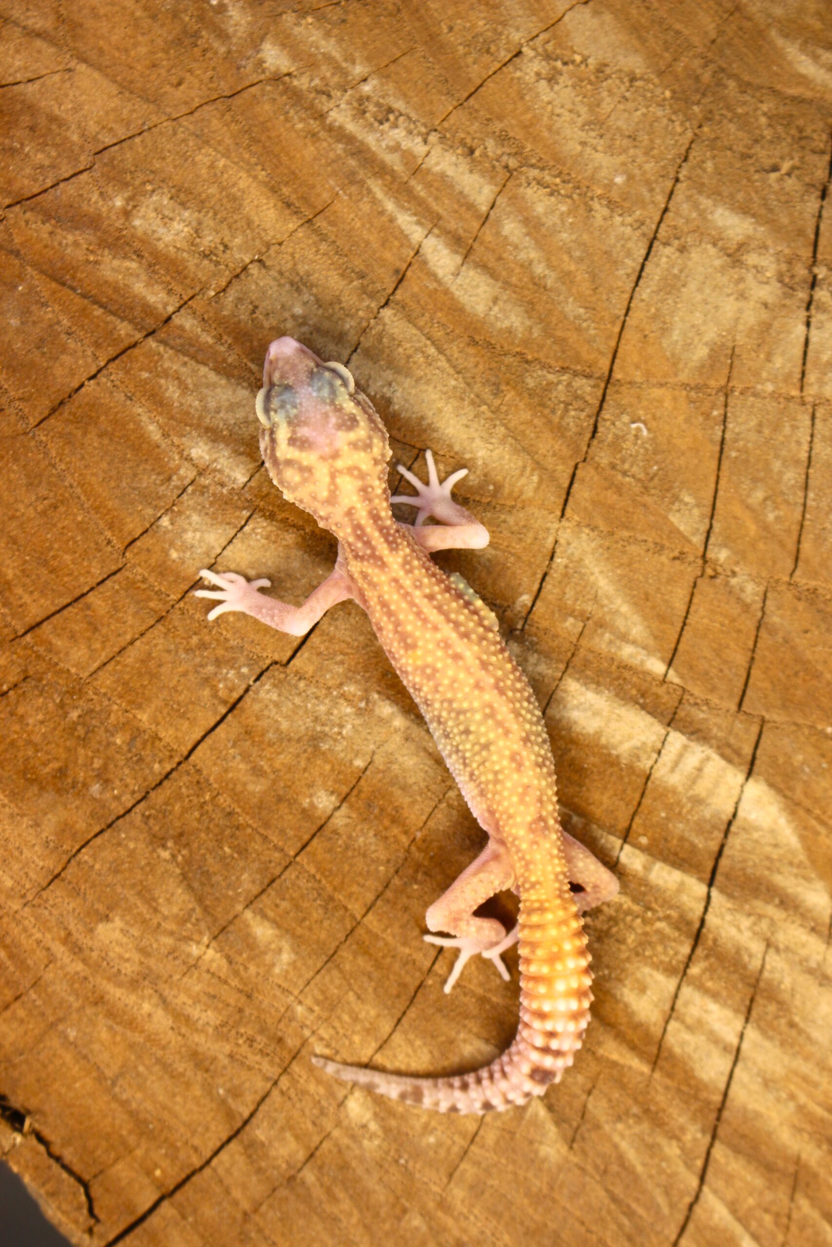 Leopard Gecko (Eublepharis macularius) - Fêmea- Id 900255120064385 - Imagem 3