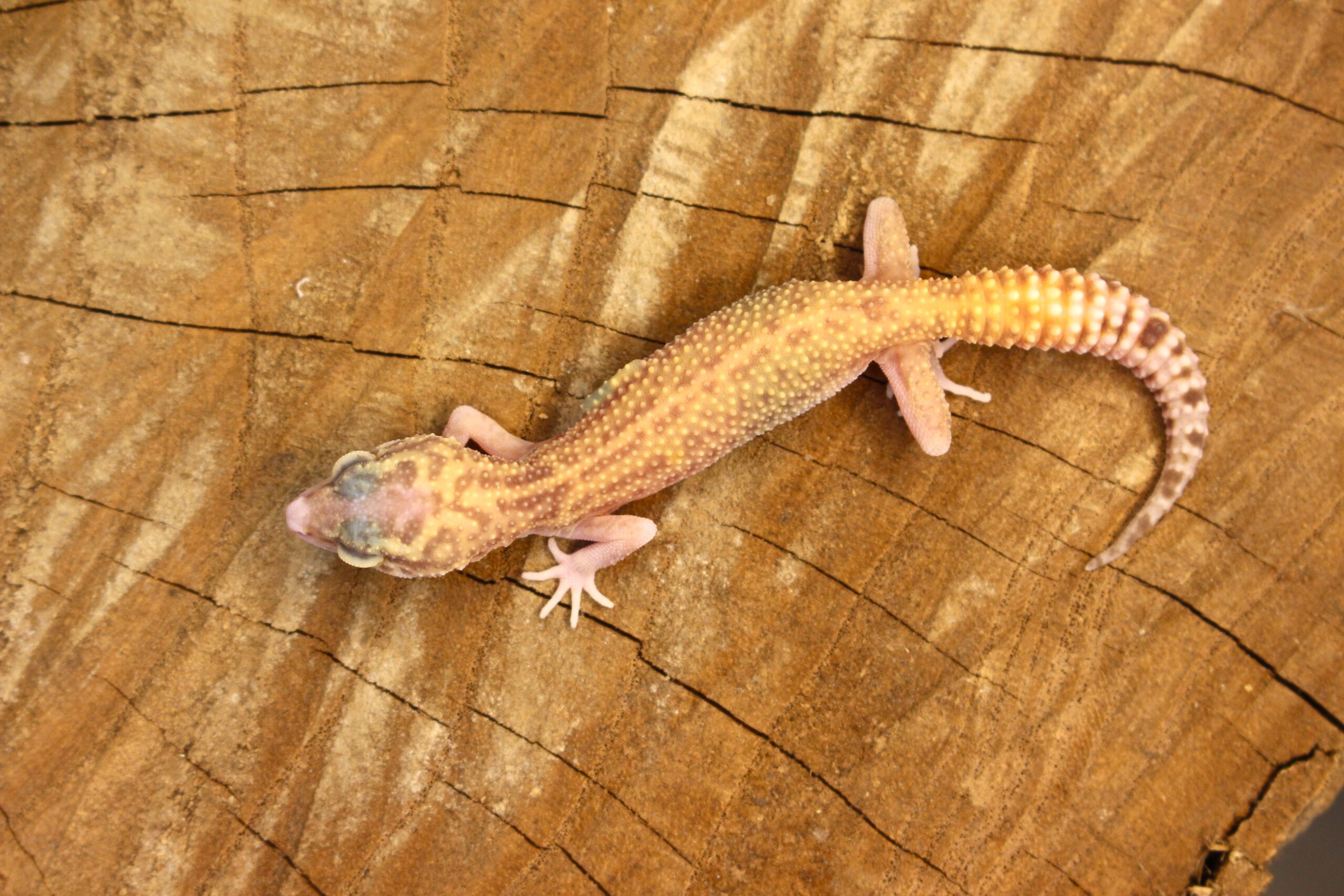 Leopard Gecko (Eublepharis macularius) - Fêmea- Id 900255120064385 - Imagem 4