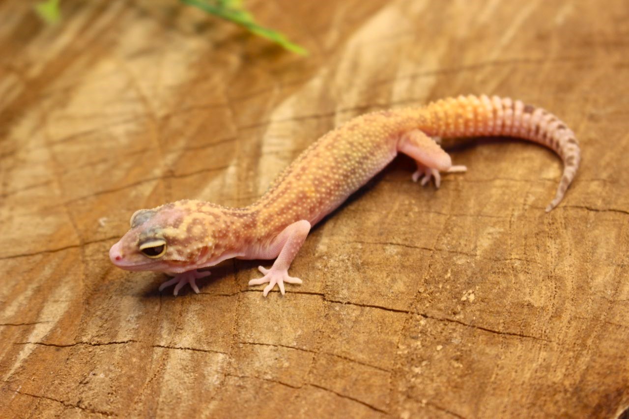 Leopard Gecko (Eublepharis macularius) - Fêmea- Id 900255120064385 - Imagem 5