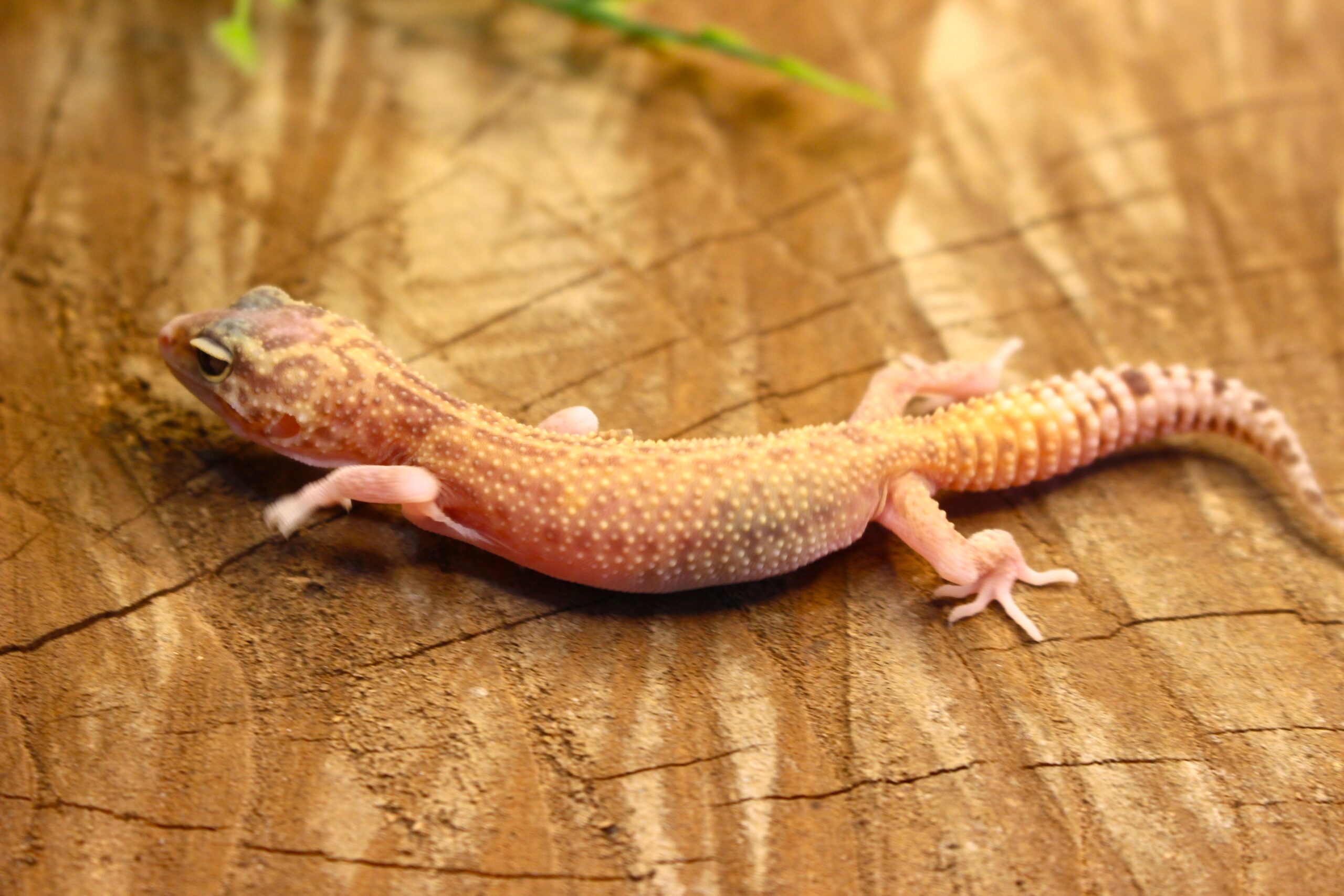 Leopard Gecko (Eublepharis macularius) - Fêmea- Id 900255120064385 - Imagem 6