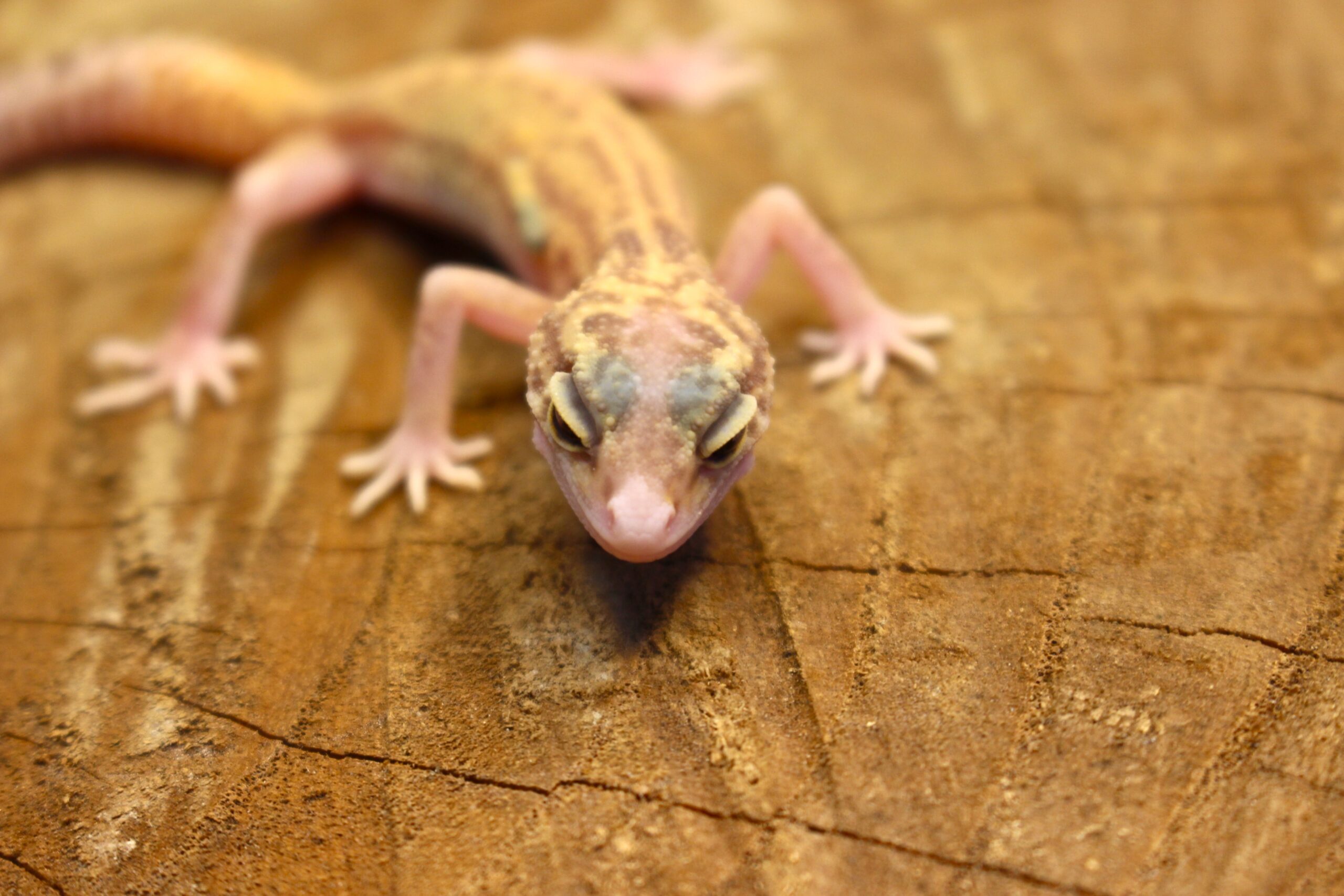 Leopard Gecko (Eublepharis macularius) - Fêmea- Id 900255120064385 - Imagem 2