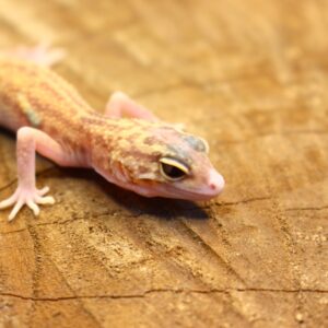 Leopard Gecko (Eublepharis macularius) - Fêmea- Id 900255120064385