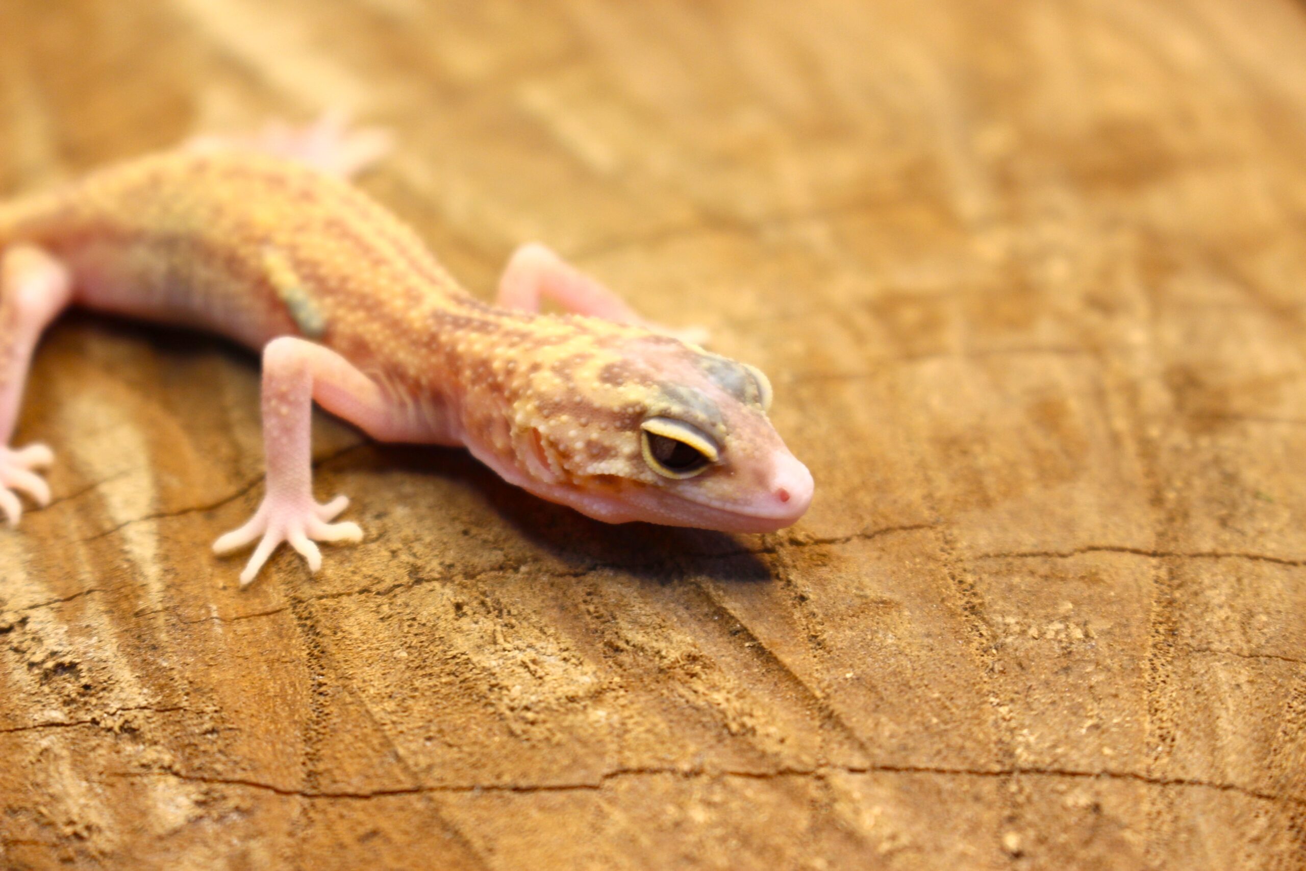 Leopard Gecko (Eublepharis macularius) - Fêmea- Id 900255120064385