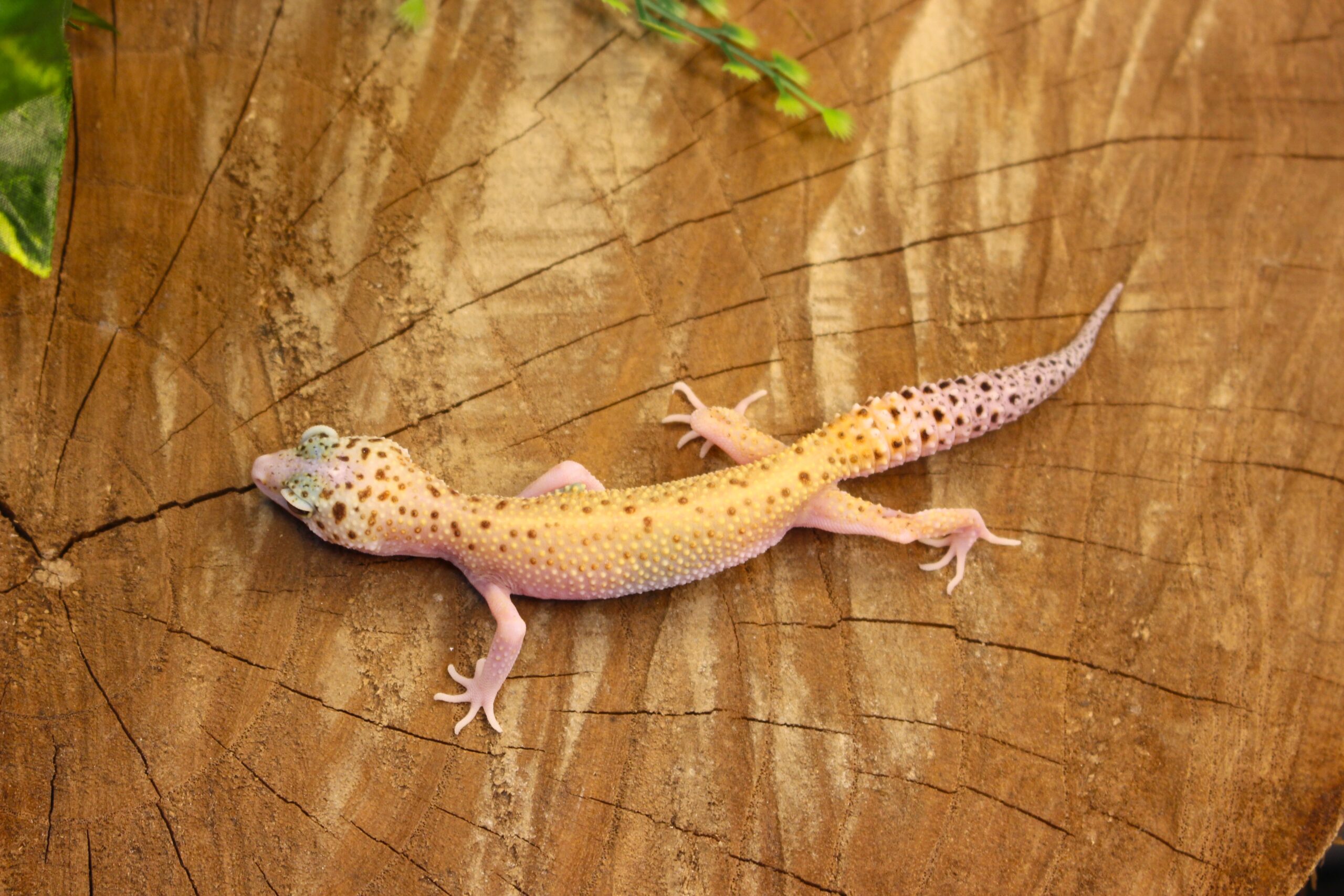 Leopard Gecko (Eublepharis macularius) - Fêmea- Id 900255120064387 - Imagem 3