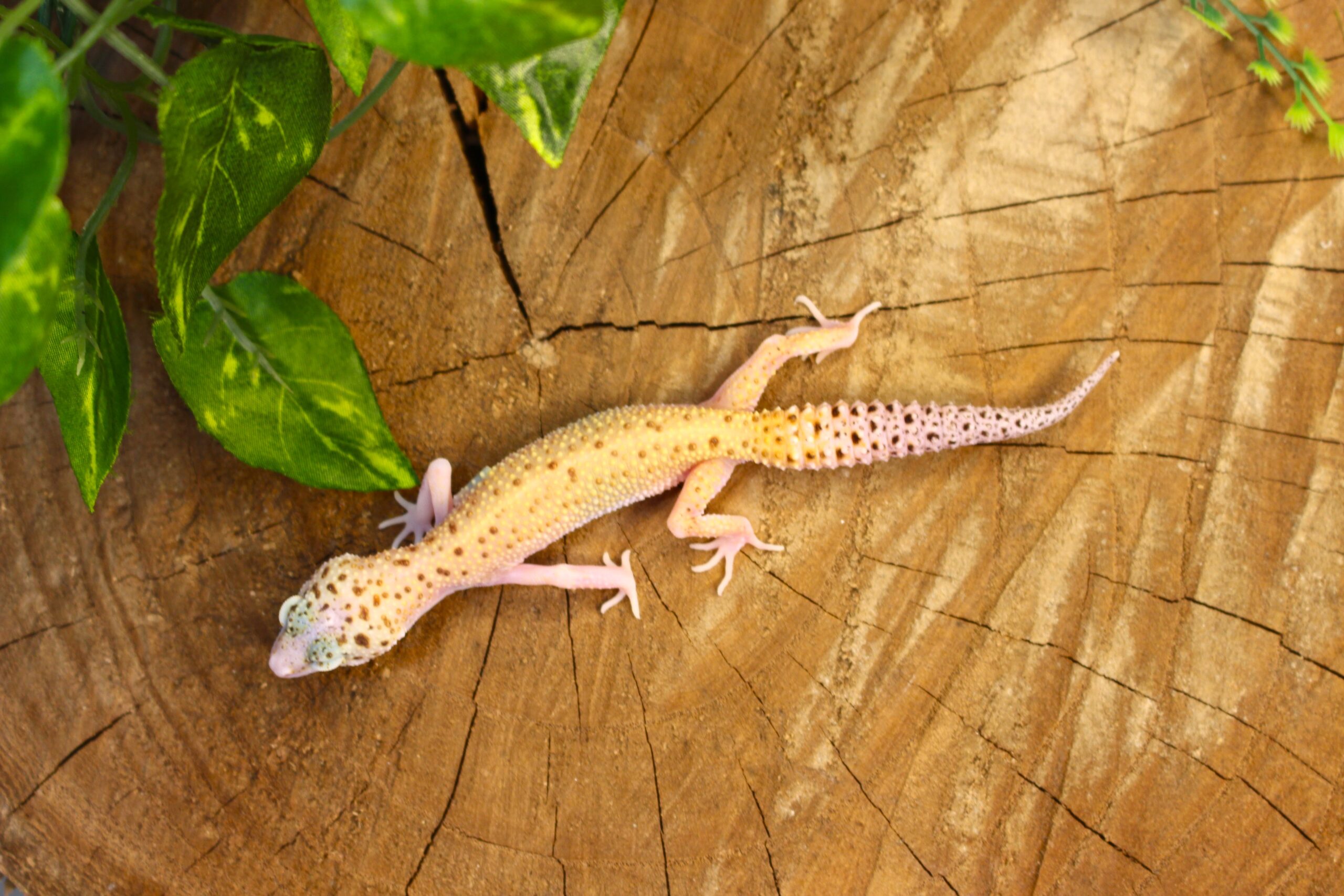 Leopard Gecko (Eublepharis macularius) - Fêmea- Id 900255120064387 - Imagem 4