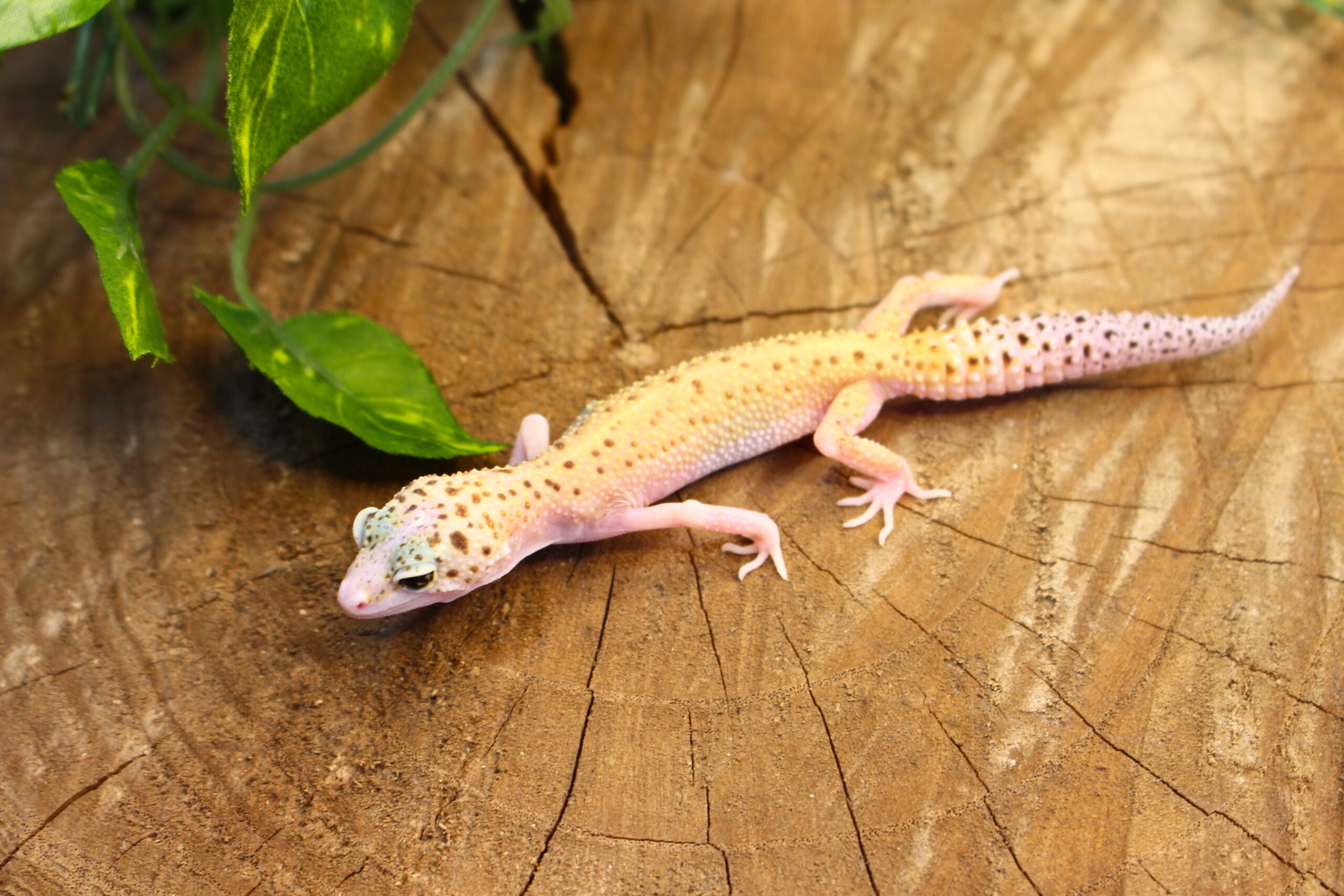 Leopard Gecko (Eublepharis macularius) - Fêmea- Id 900255120064387 - Imagem 5