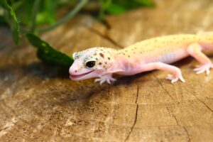 Leopard Gecko (Eublepharis macularius) - Fêmea- Id 900255120064387