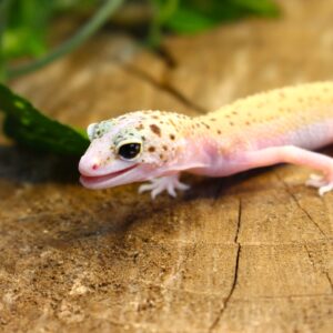 Leopard Gecko (Eublepharis macularius) - Fêmea- Id 900255120064387