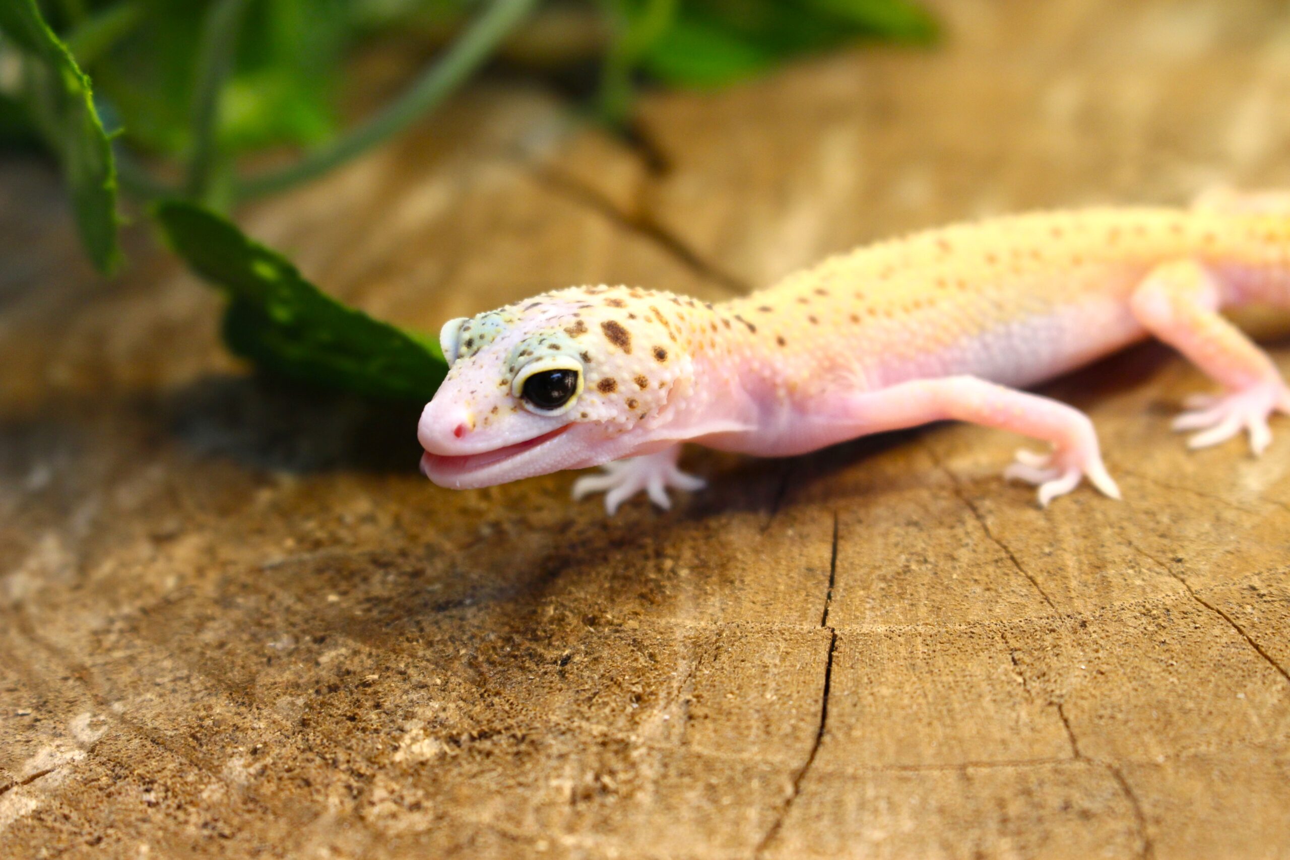 Leopard Gecko (Eublepharis macularius) - Fêmea- Id 900255120064387