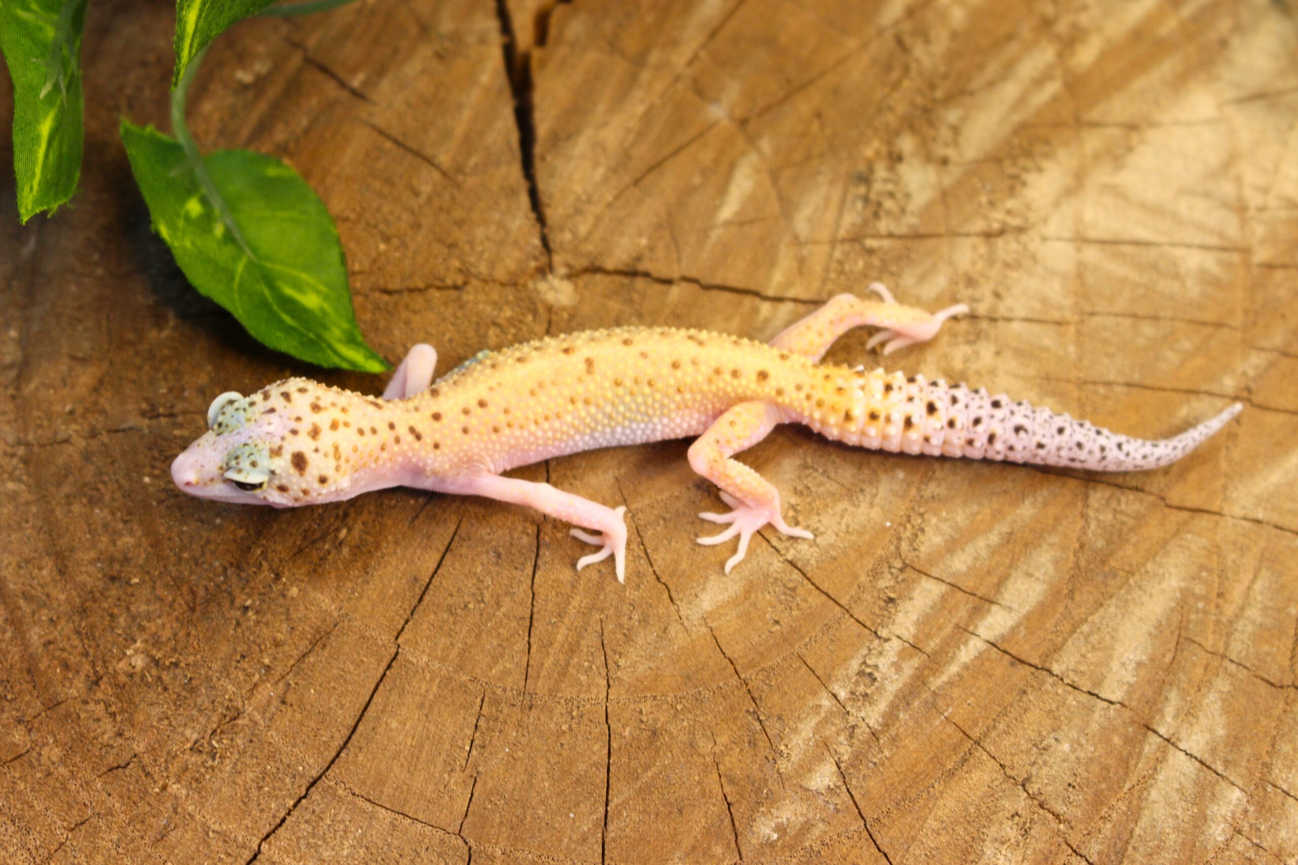 Leopard Gecko (Eublepharis macularius) - Fêmea- Id 900255120064387 - Imagem 2