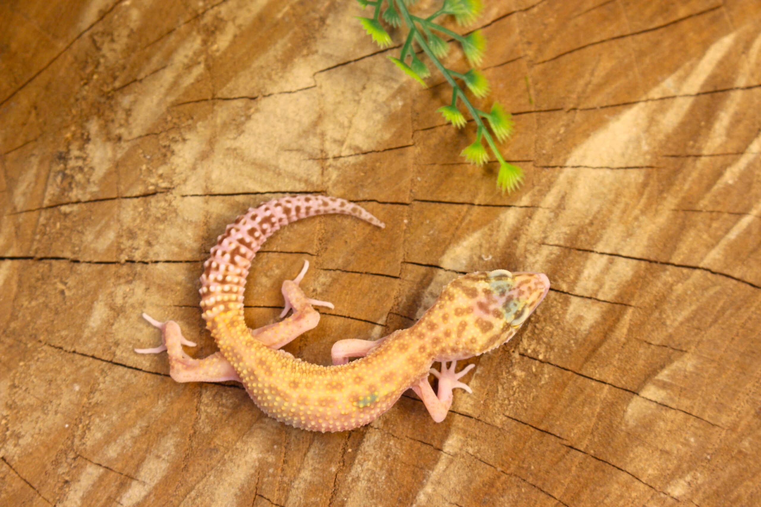Leopard Gecko (Eublepharis macularius) - Fêmea- Id 900255120064388 - Imagem 3