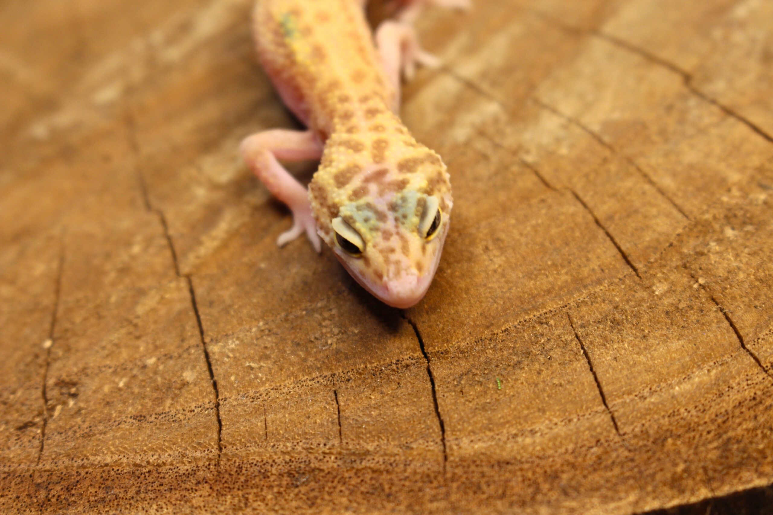 Leopard Gecko (Eublepharis macularius) - Fêmea- Id 900255120064388 - Imagem 4