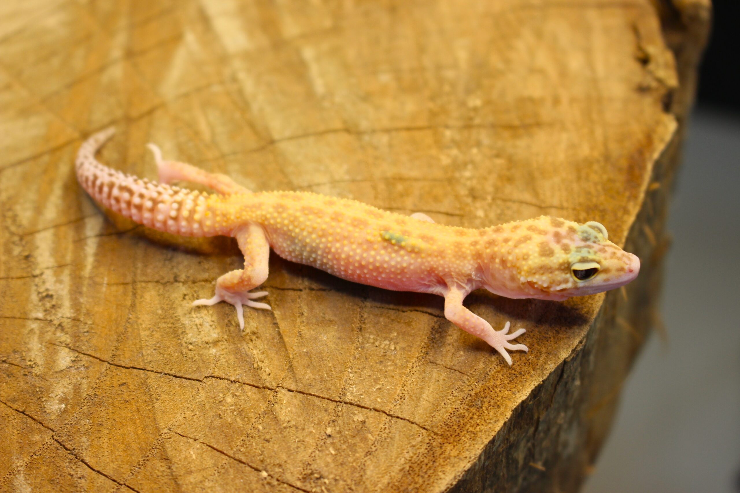 Leopard Gecko (Eublepharis macularius) - Fêmea- Id 900255120064388 - Imagem 5