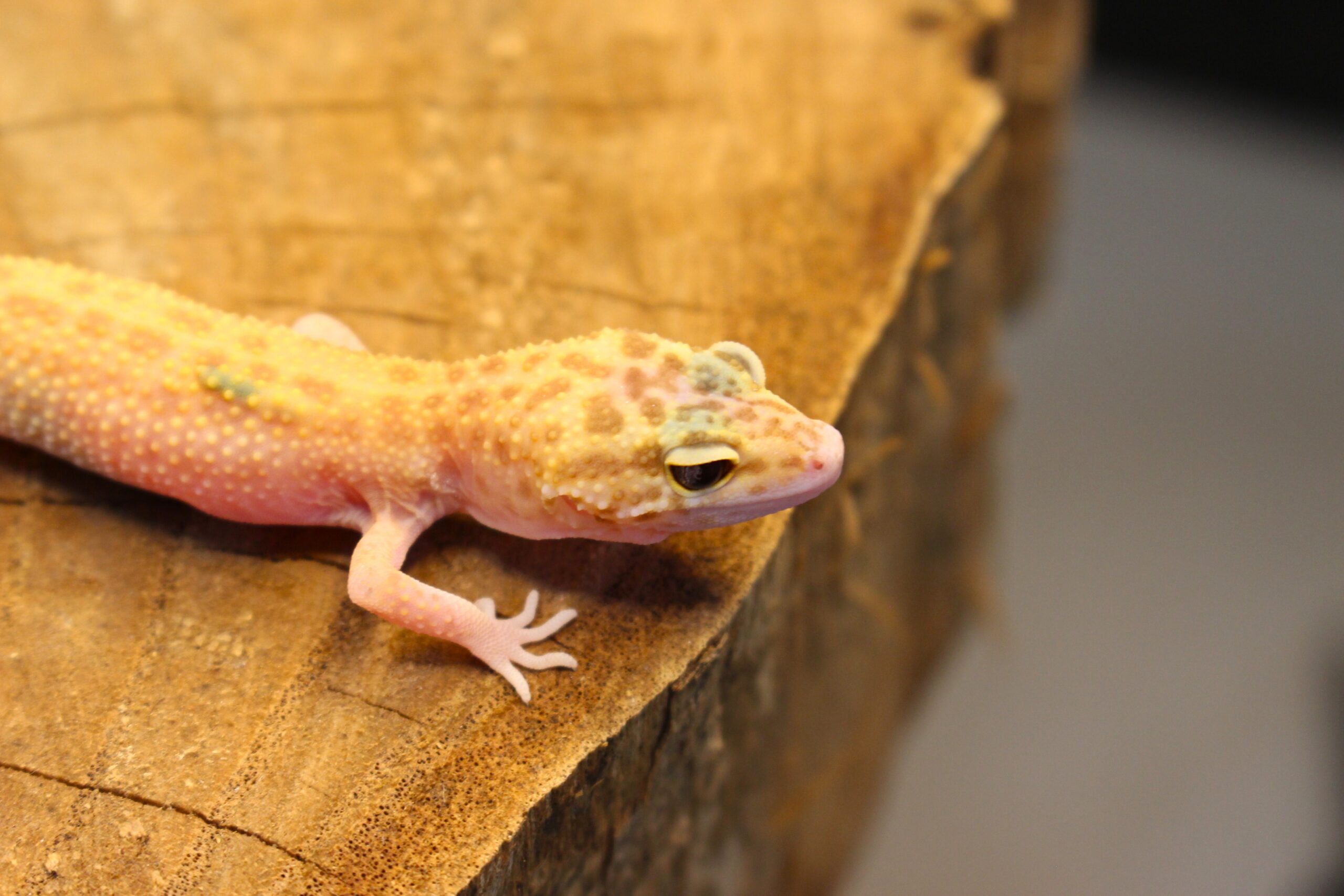 Leopard Gecko (Eublepharis macularius) - Fêmea- Id 900255120064388 - Imagem 6