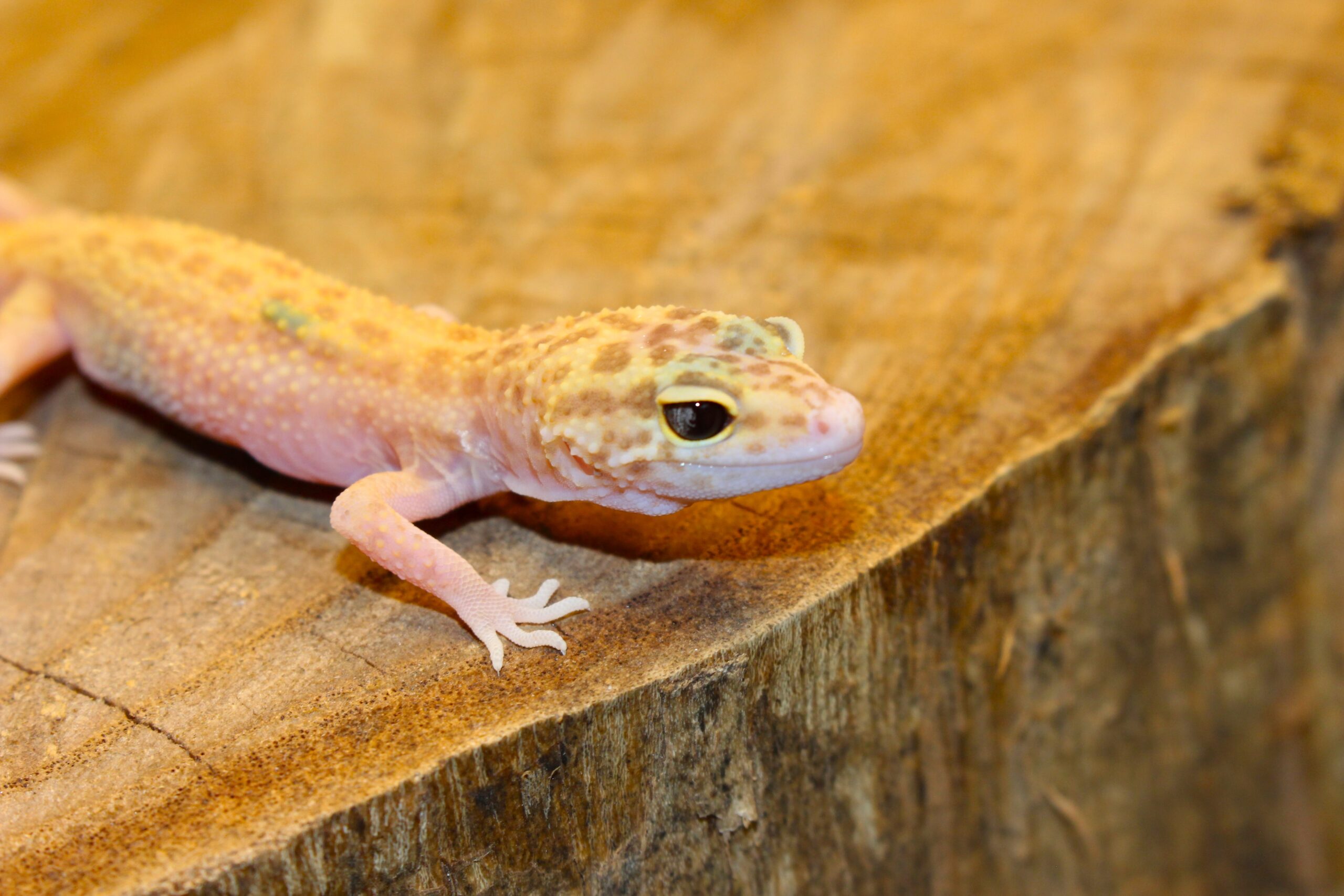 Leopard Gecko (Eublepharis macularius) - Fêmea- Id 900255120064388