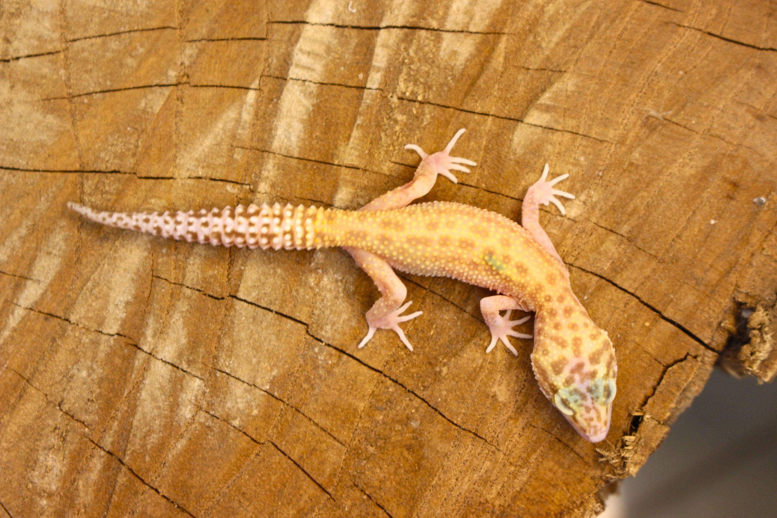 Leopard Gecko (Eublepharis macularius) - Fêmea- Id 900255120064388 - Imagem 2