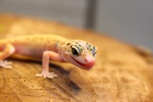 Leopard Gecko (Eublepharis macularius) - Fêmea- Id 900255120064389
